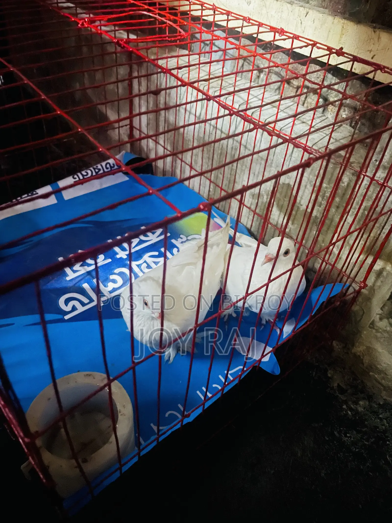 একজোড়া কাকজি রানিং কবুতর