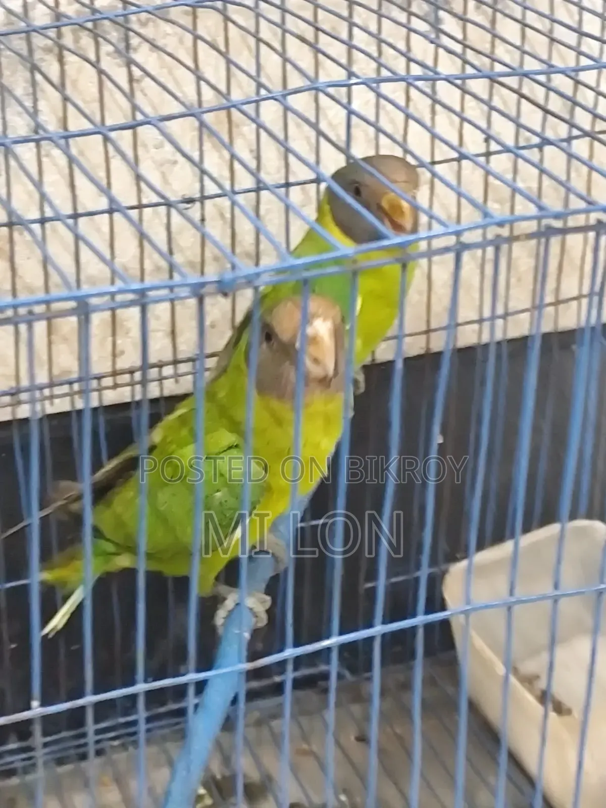 এক জোড়া রিংনেক টিয়া পাখি বিক্রয়ের জন্য