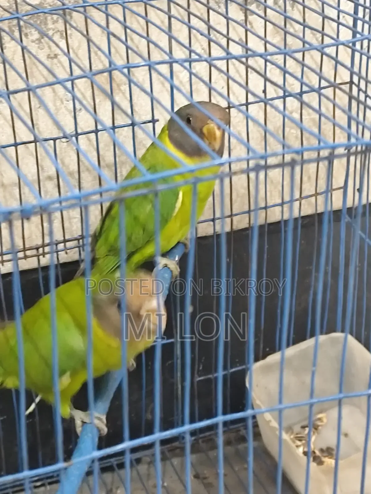 এক জোড়া রিংনেক টিয়া পাখি বিক্রয়ের জন্য