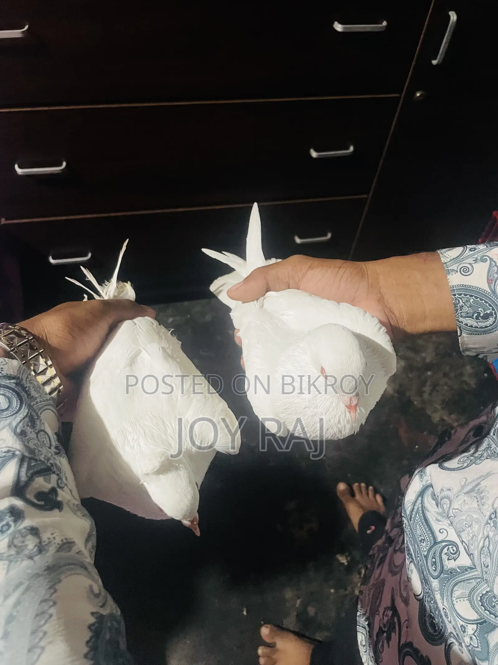 একজোড়া কাকজি রানিং কবুতর