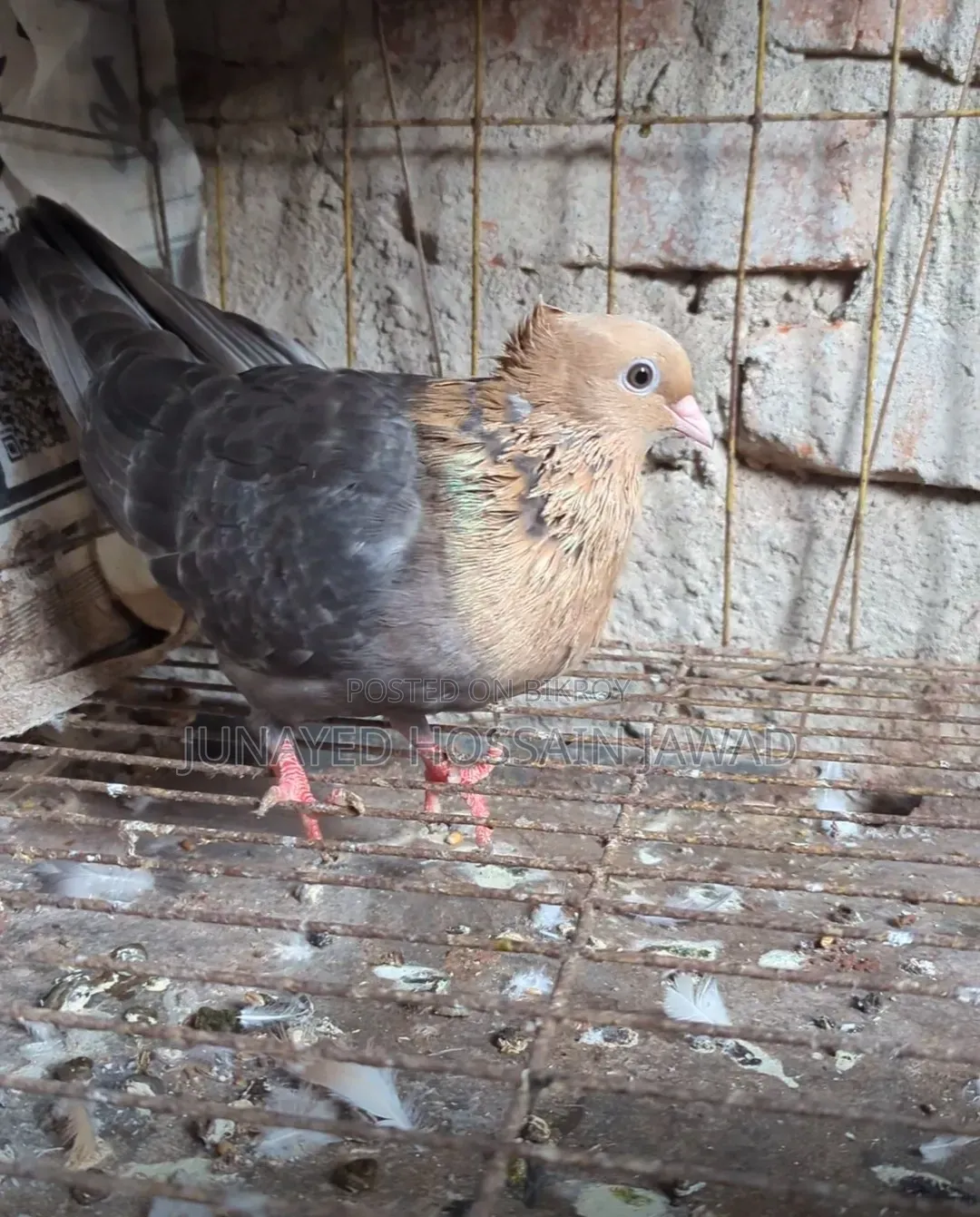 Soya Chandan Pigeon