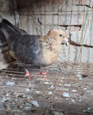 Soya Chandan Pigeon