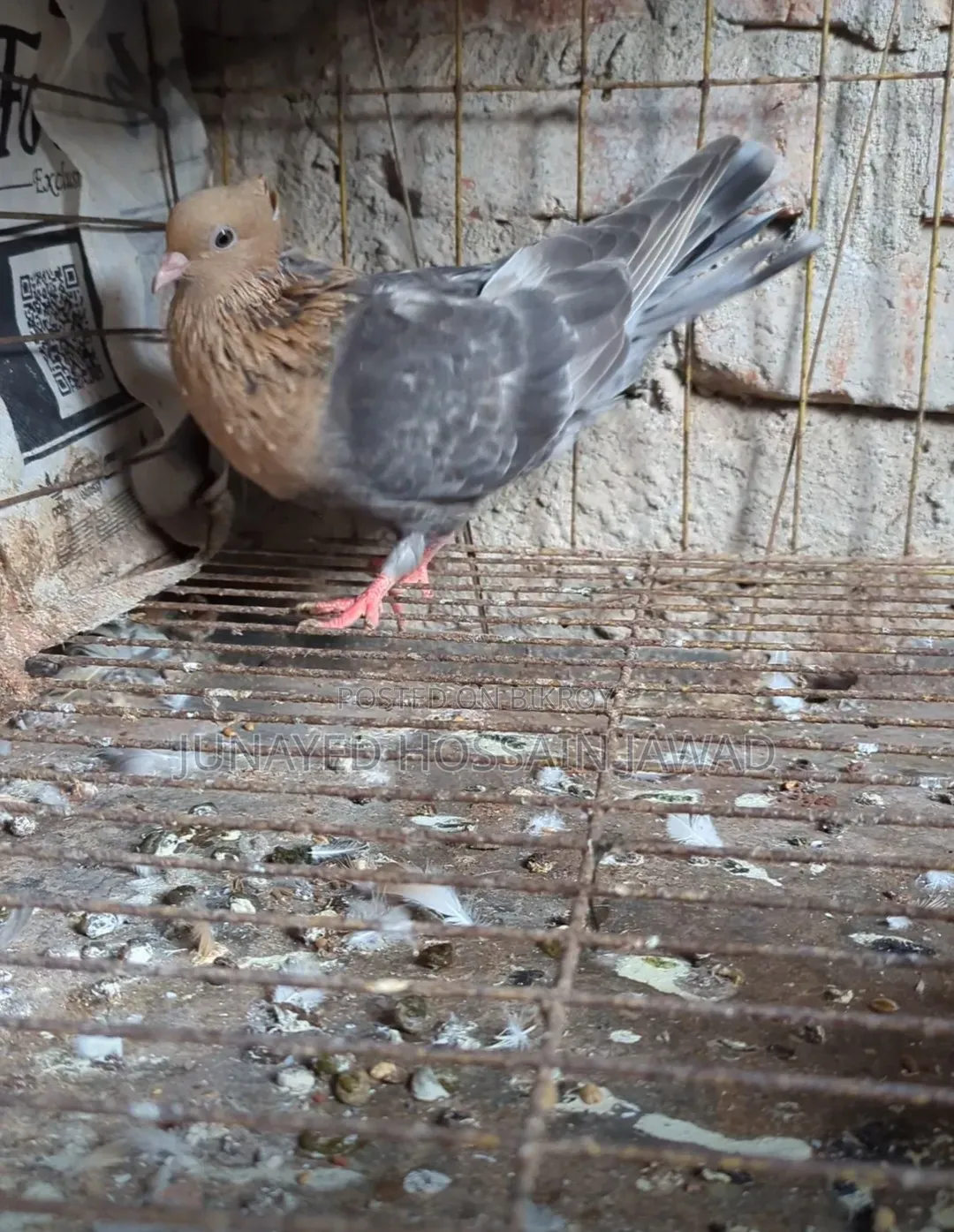Soya Chandan Pigeon