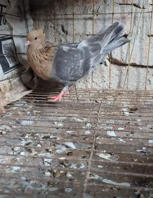 Soya Chandan Pigeon