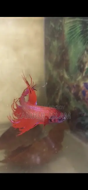 Super Red Crown Tail Betta Rare Blue on the Tails and Body