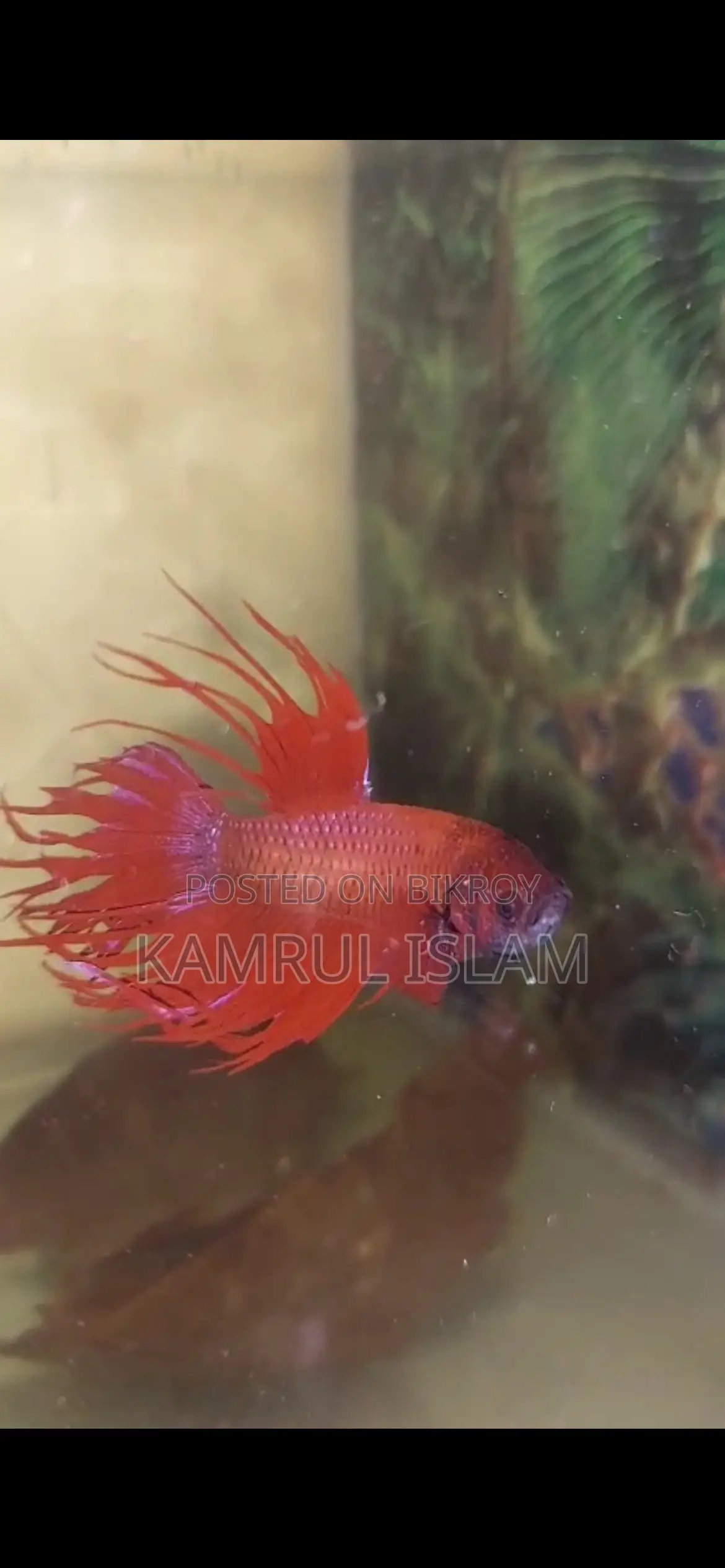 Super Red Crown Tail Betta Rare Blue on the Tails and Body