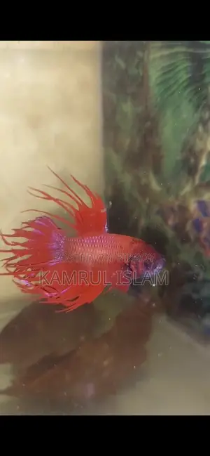 Super Red Crown Tail Betta Rare Blue on the Tails and Body