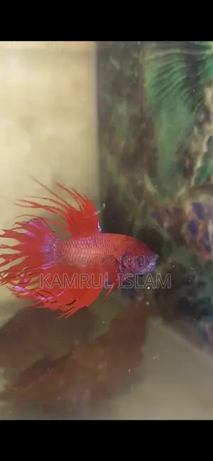 Super Red Crown Tail Betta Rare Blue on the Tails and Body
