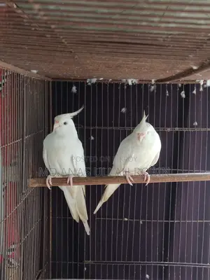 ককাটেল জোড়া