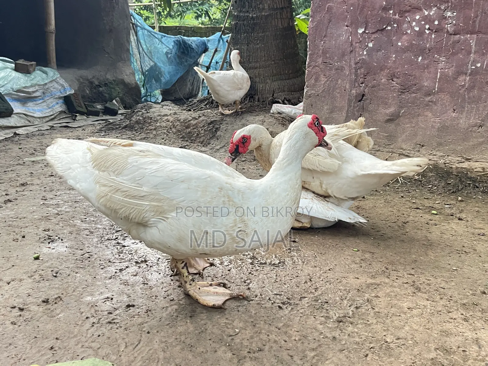 For Sale: One Pair of Egg-Laying White Chinese Ducks.