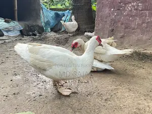 For Sale: One Pair of Egg-Laying White Chinese Ducks.