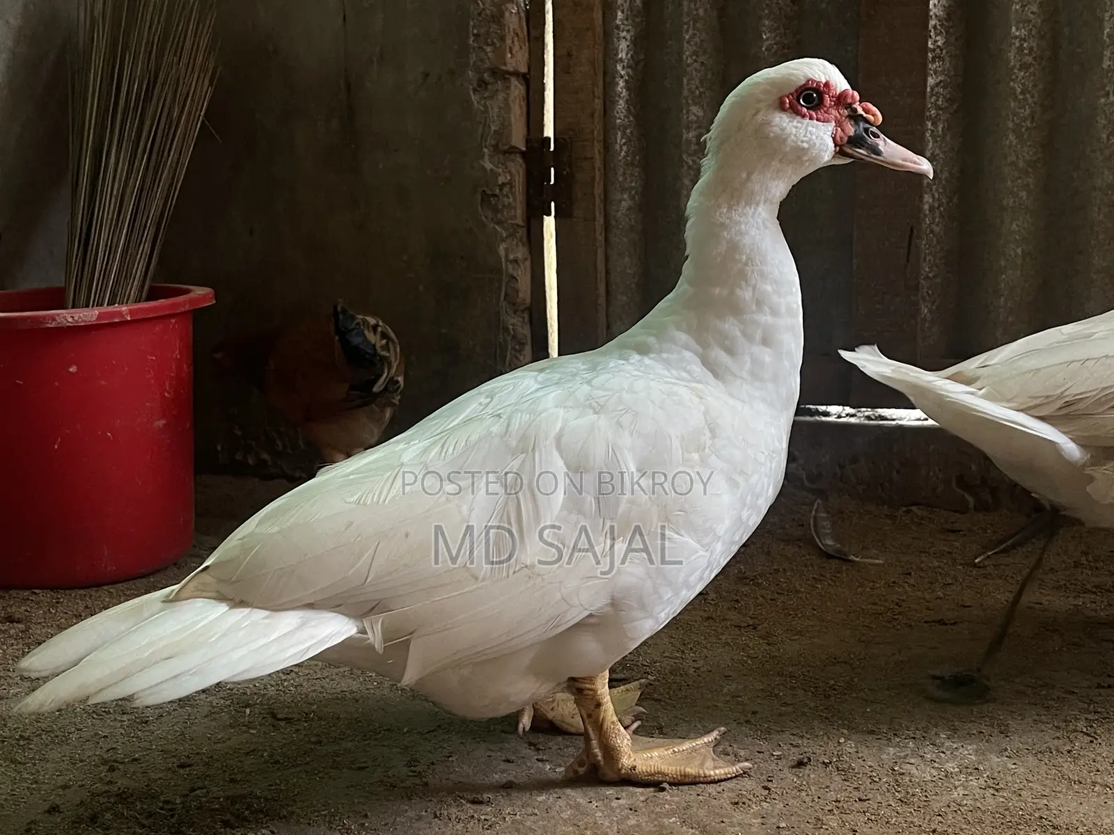For Sale: One Pair of Egg-Laying White Chinese Ducks.