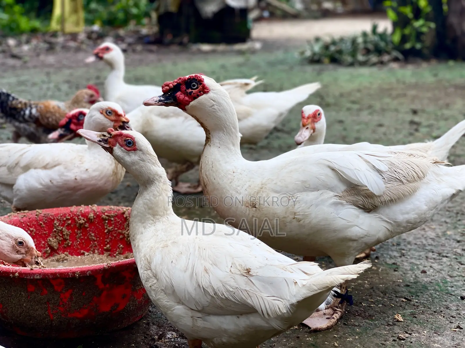For Sale: One Pair of Egg-Laying White Chinese Ducks.