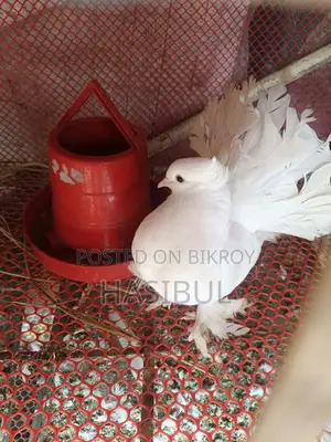 লাক্ষা কবুতর
