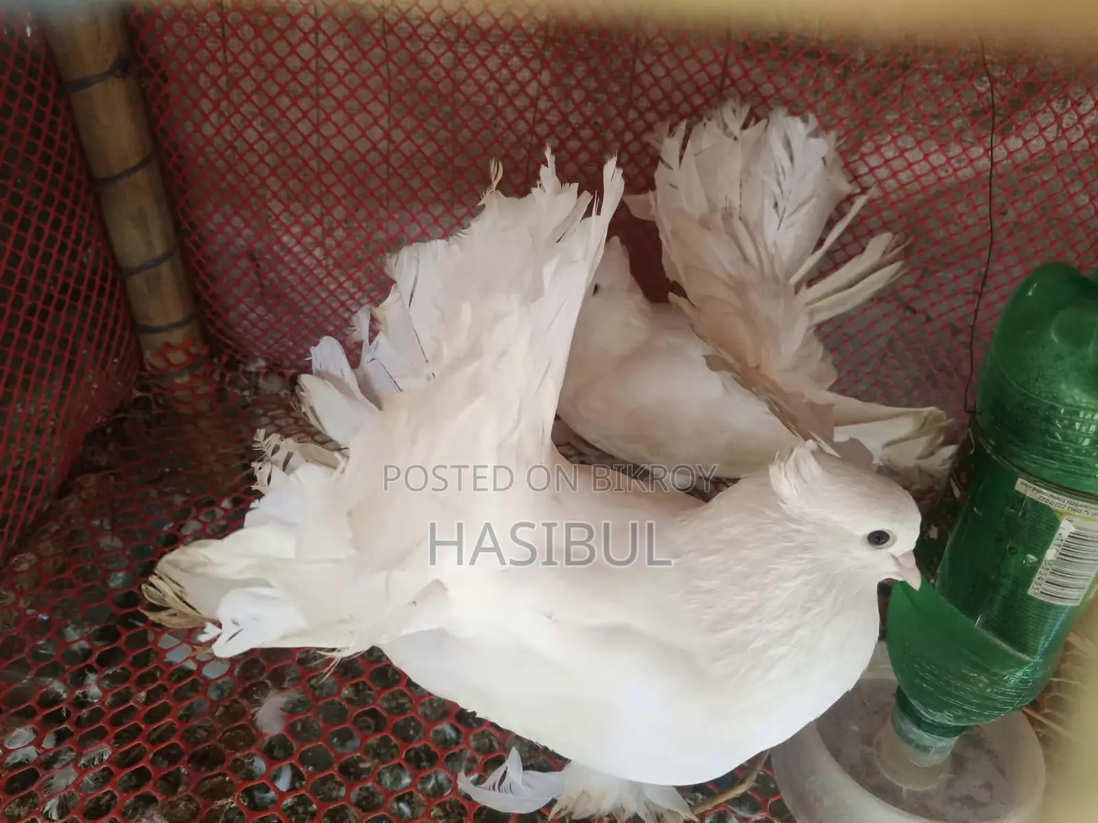 লাক্ষা কবুতর