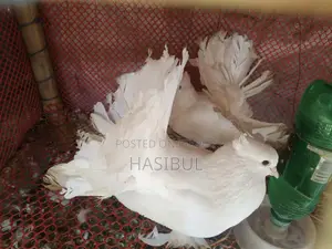 লাক্ষা কবুতর