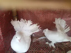 লাক্ষা কবুতর