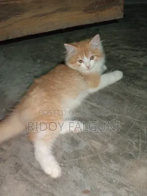 3 to 6 months Female Purebred Bengal Cat