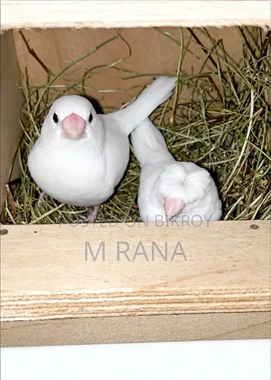 White Bengali Cr+Non Cr Pair