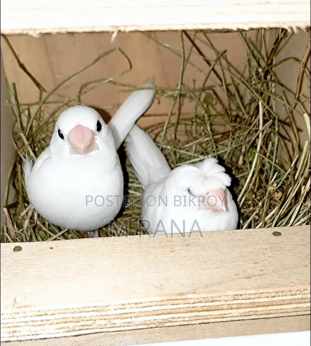 White Bengali Cr+Non Cr Pair