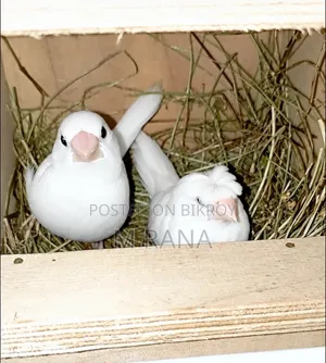 White Bengali Cr+Non Cr Pair