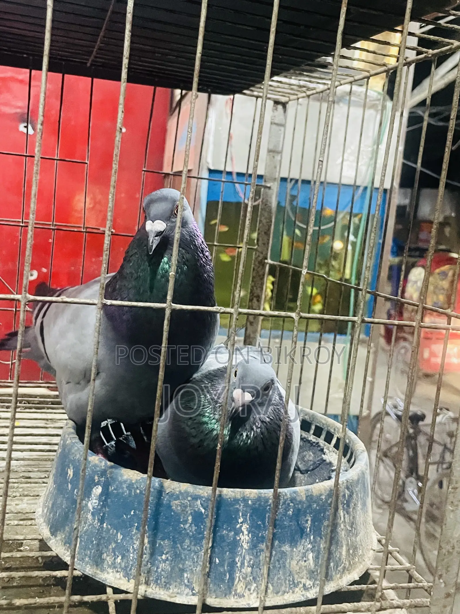 One pair of adult Homing pigeons