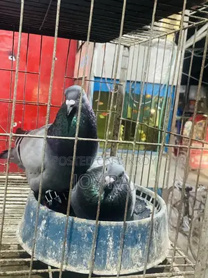 One pair of adult Homing pigeons
