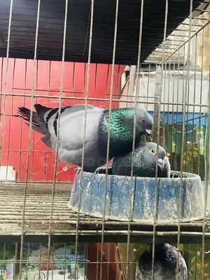 এক জোরা রানিং হোমা কবুতর