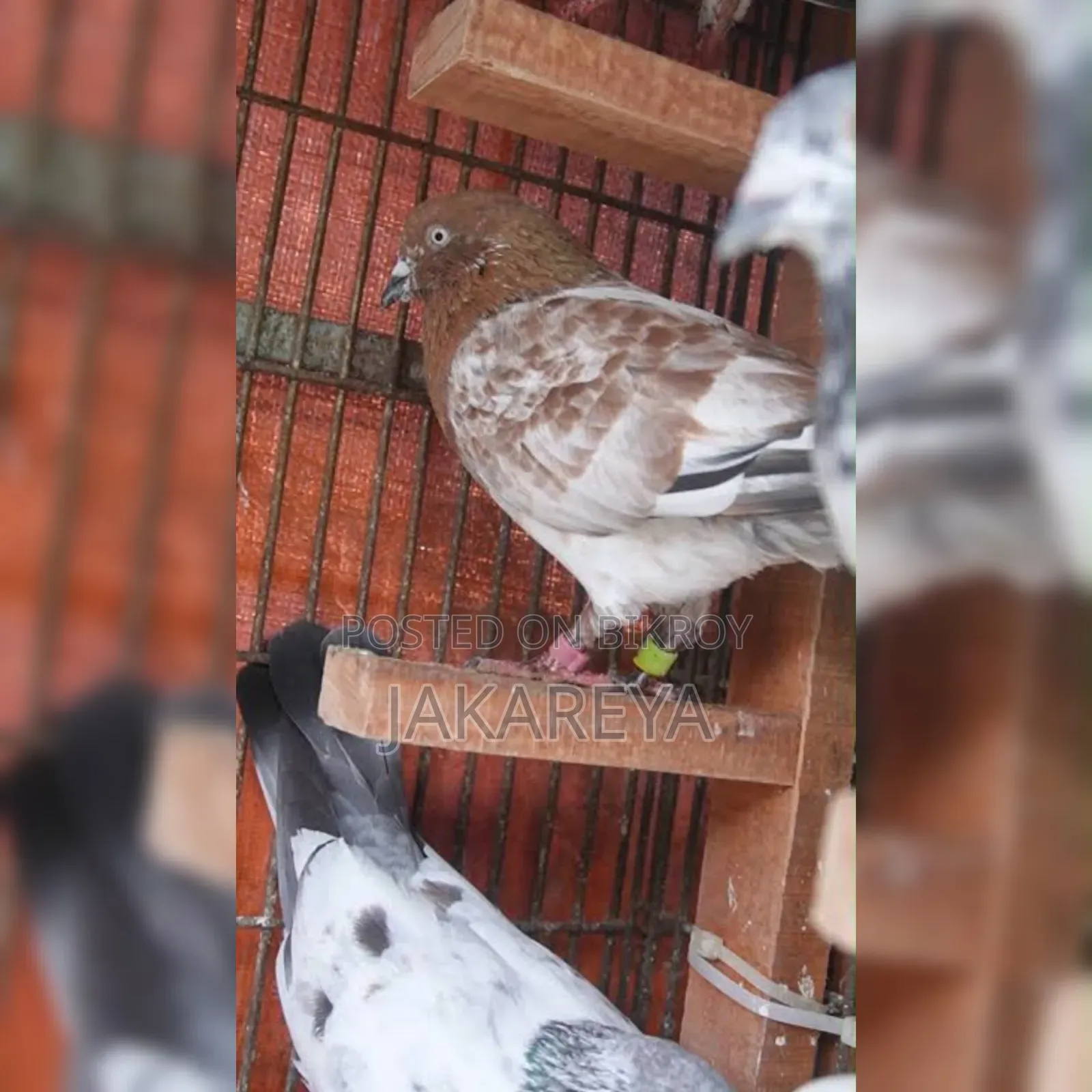এক জোড়া রানিং চিলা কবুতর বিক্রি করা হবে।