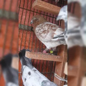 এক জোড়া রানিং চিলা কবুতর বিক্রি করা হবে।