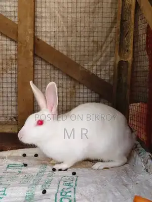 Adult Rabbit