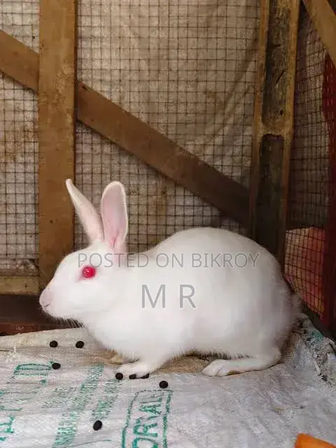 Adult Rabbit