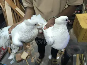 এক জোরা রানিং লক্ষা কবুতর