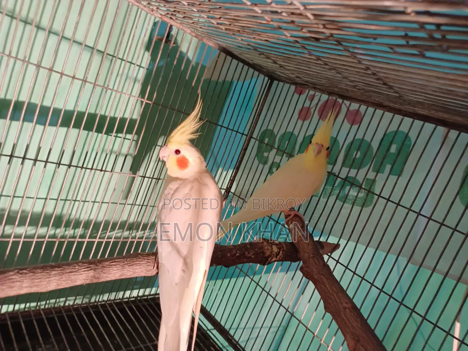 ককাটেল পাখির সেটাপ সহ সেল হবে