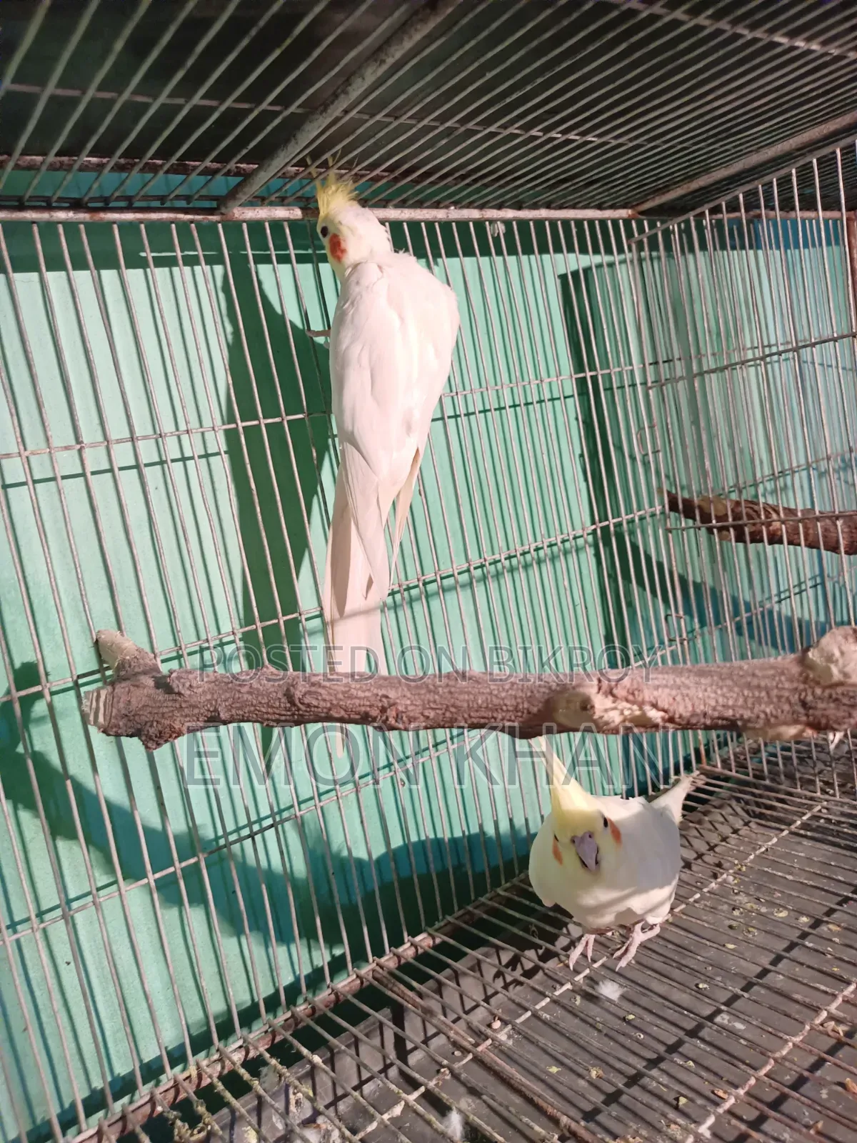 ককাটেল পাখির সেটাপ সহ সেল হবে