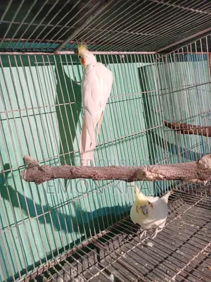 ককাটেল পাখির সেটাপ সহ সেল হবে