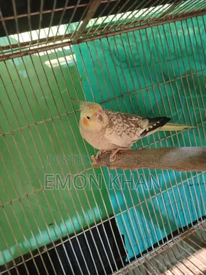 ককাটেল পাখির সেটাপ সহ সেল হবে