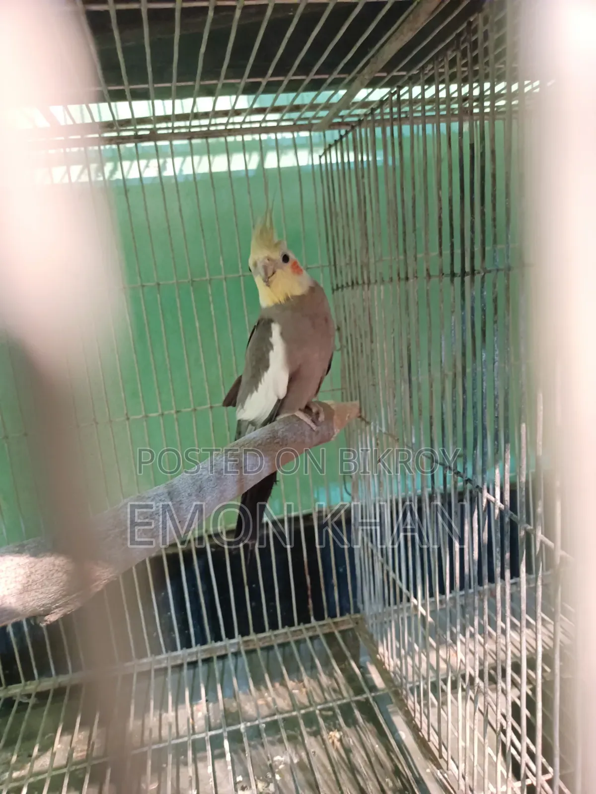 ককাটেল পাখির সেটাপ সহ সেল হবে