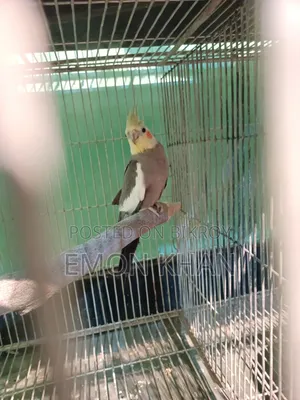 ককাটেল পাখির সেটাপ সহ সেল হবে