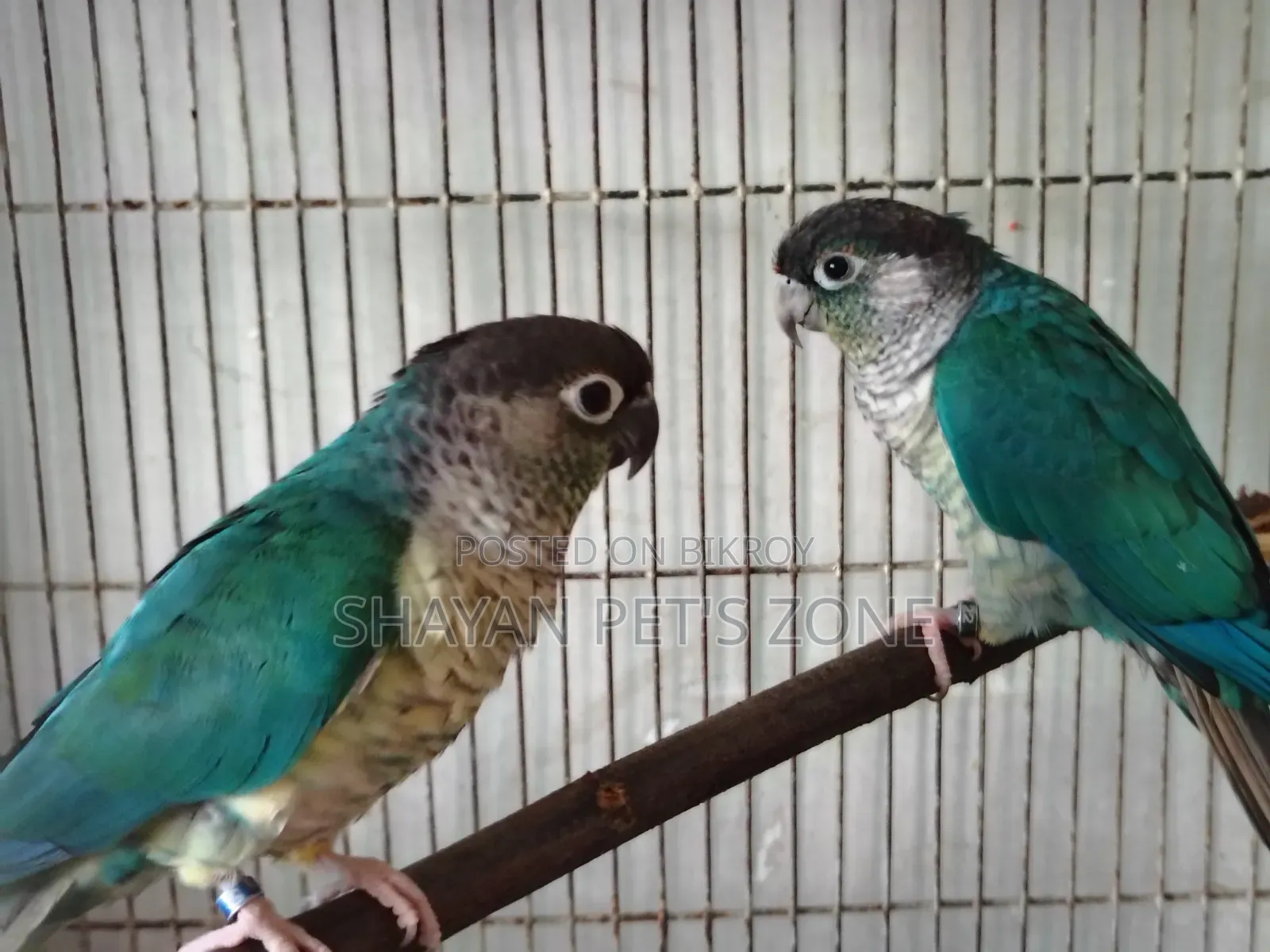 ব্লু কুনুর পূর্ণবয়স্ক জোড়া ডিএনএ নিশ্চিত