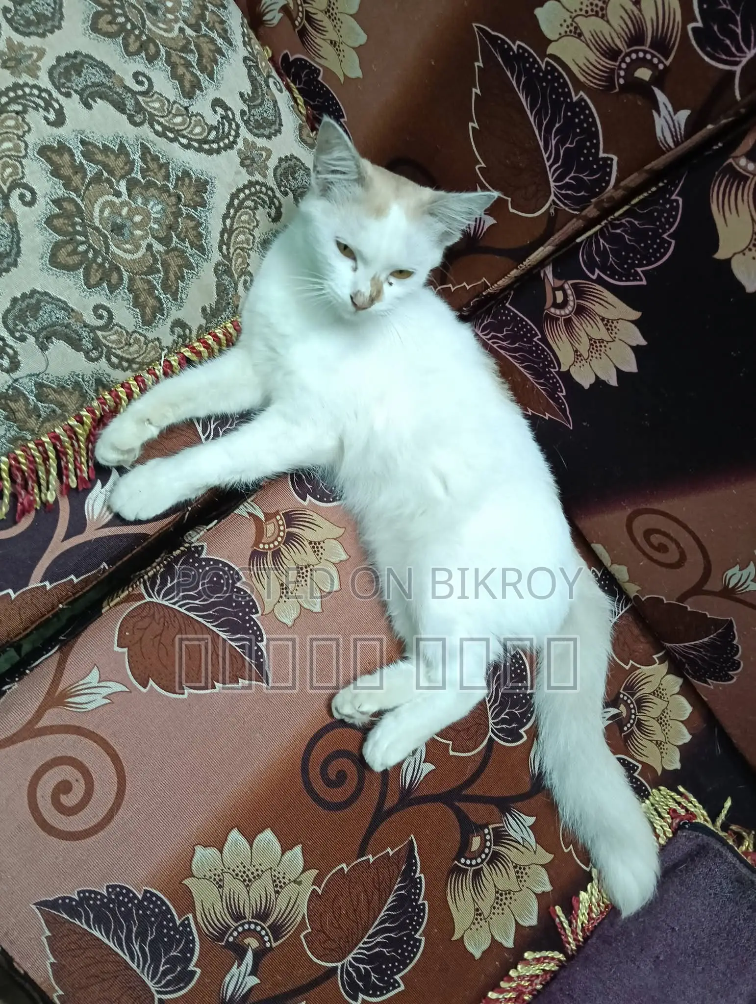 6-12 months Female Mixed Breed Birman