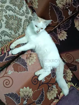 ৬-১২ মাসের নারী মিশ্র জাতের বার্মান