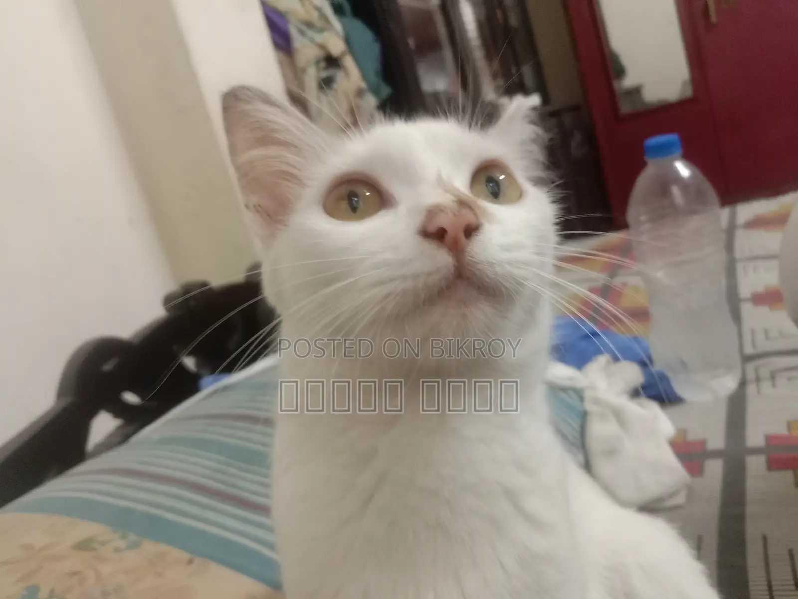 6-12 months Female Mixed Breed Birman