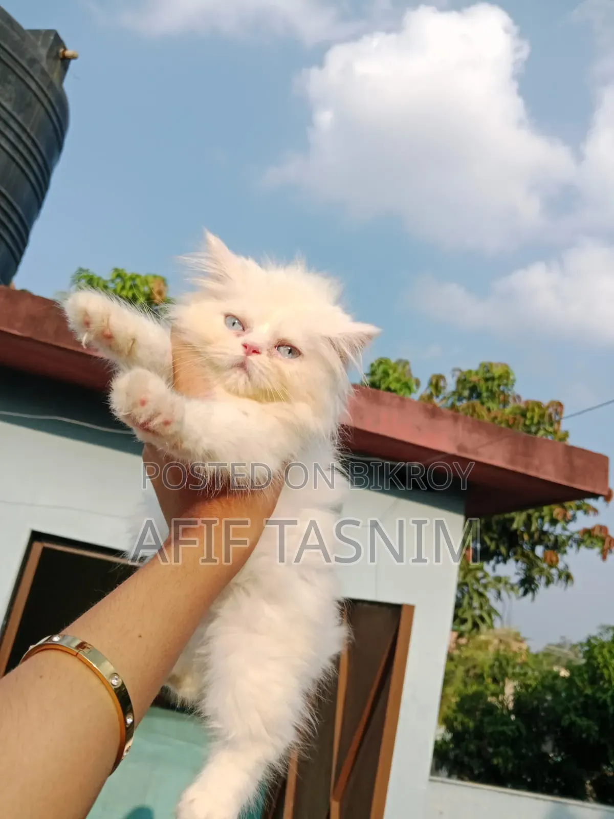 1-3 months Male Purebred Persian