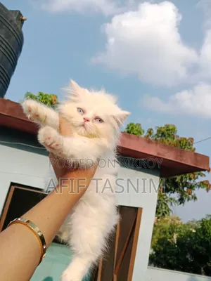 1-3 months Male Purebred Persian