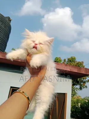 1-3 months Male Purebred Persian