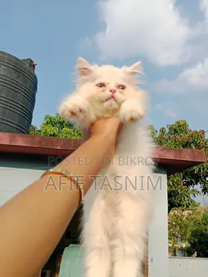 1-3 months Male Purebred Persian