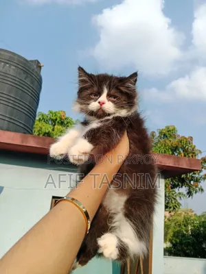 1-3 months Male Purebred Persian