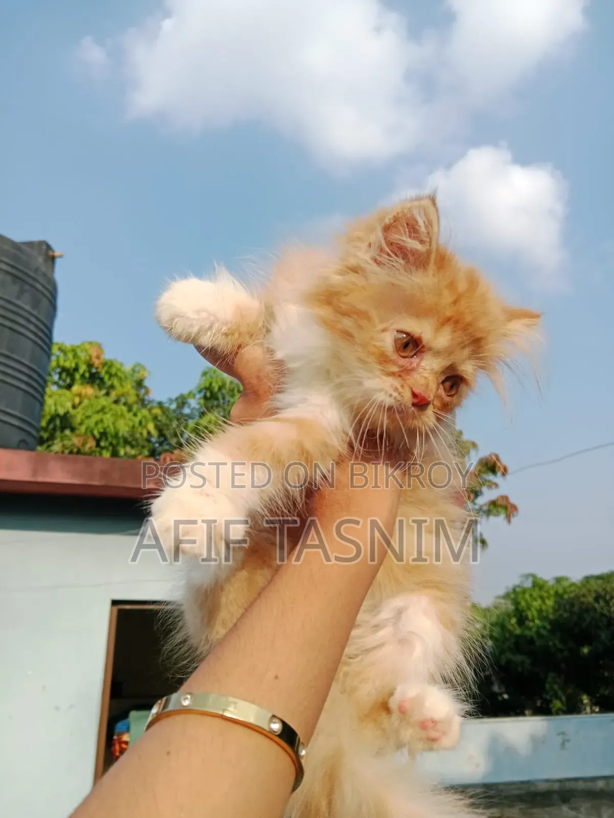 1-3 months Male Purebred Persian