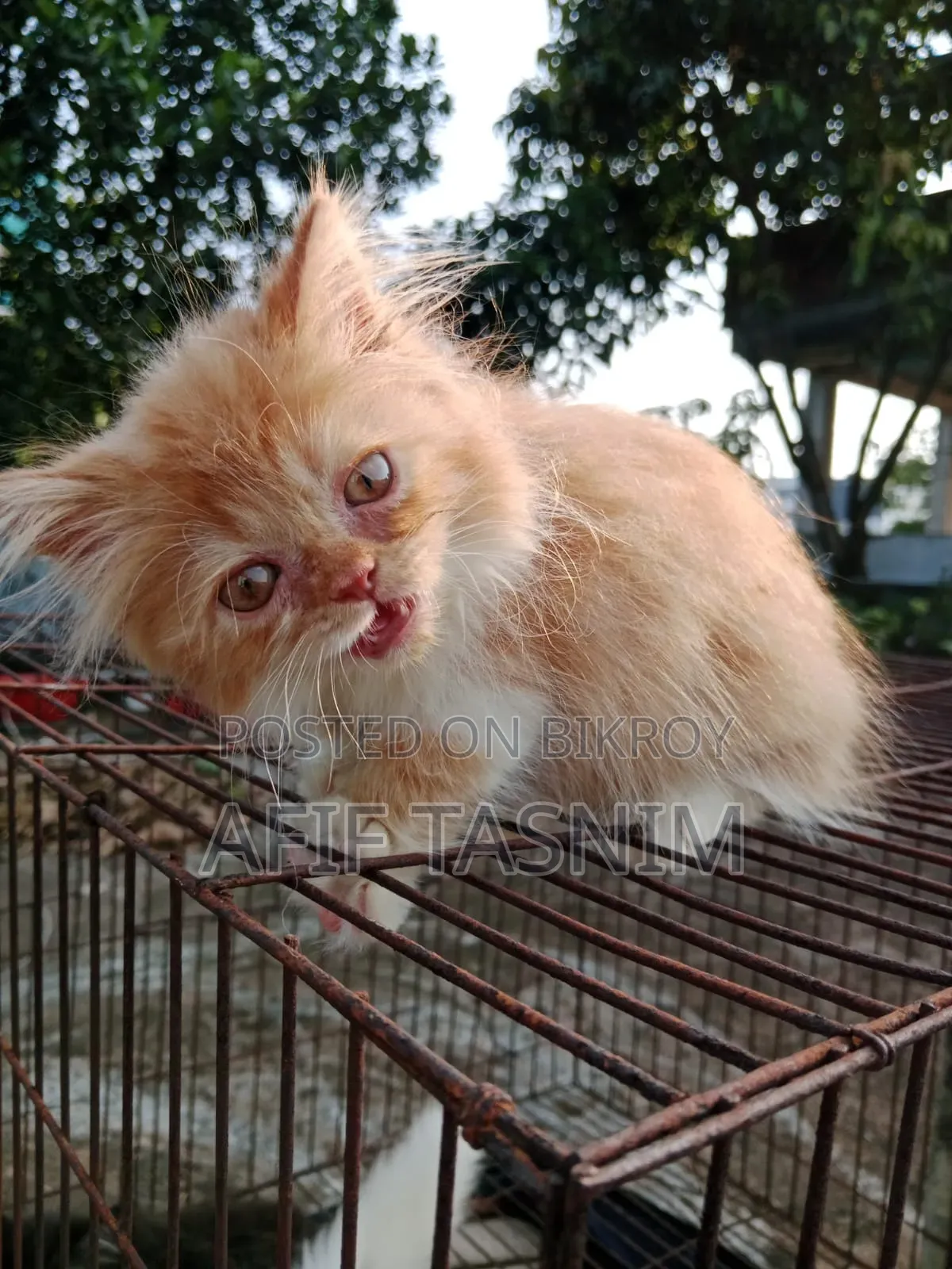 1-3 months Male Purebred Persian